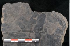 Foto (Detailansicht) von Alethopteris whitbyensis (NHMW-GEO-2024-0188-10483)